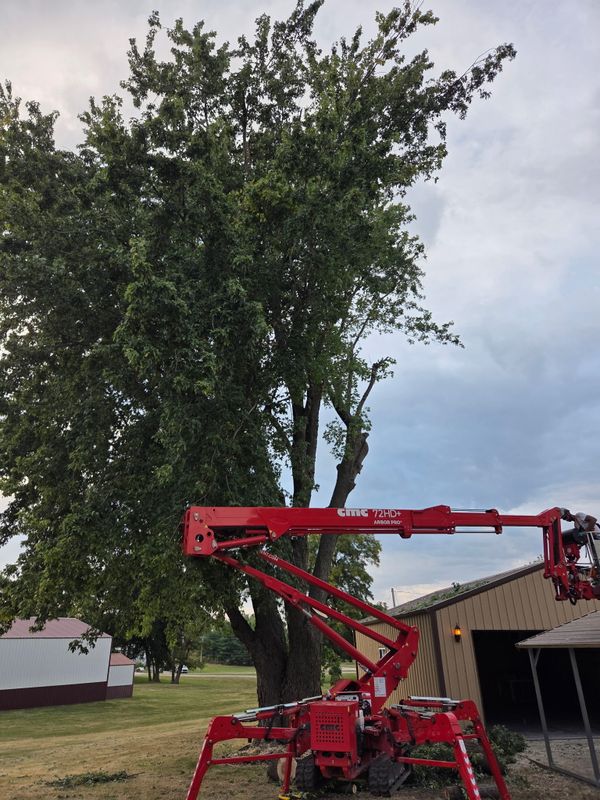 Tree Trimming