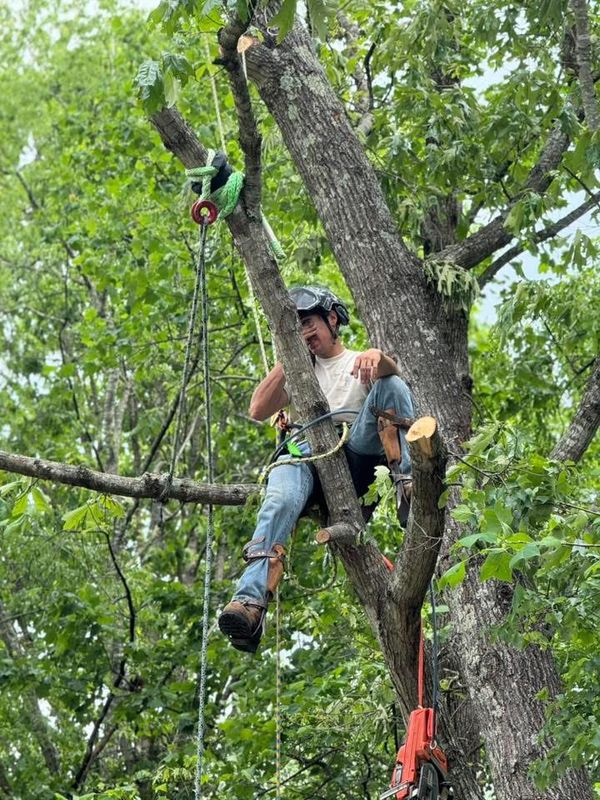 Tree Services