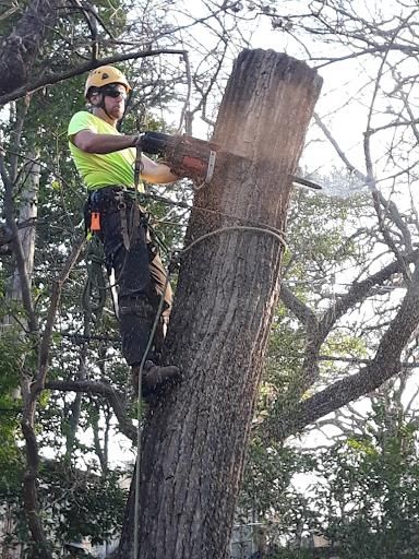 Tree Removal