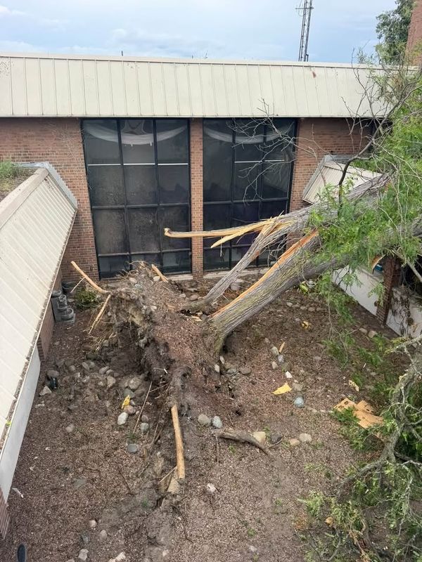 Tree Removal