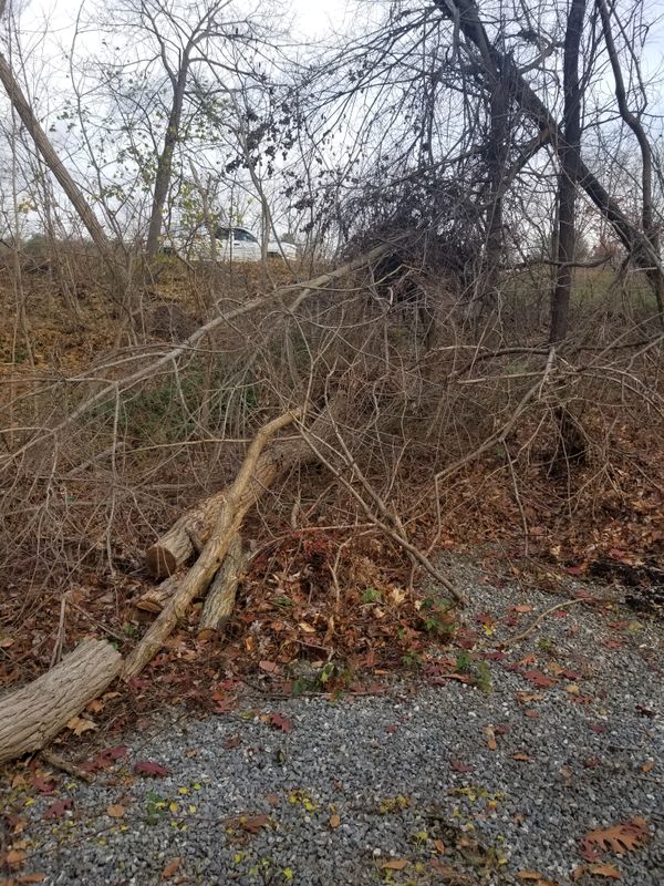Hedge/Tree/Brush Cutting