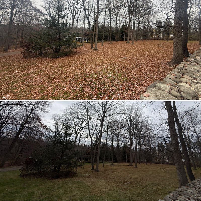 Lawn Maintenance