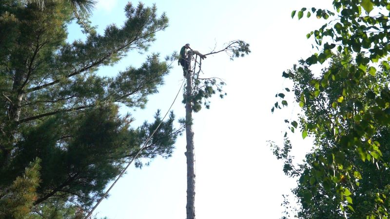 Tree Removal / Service