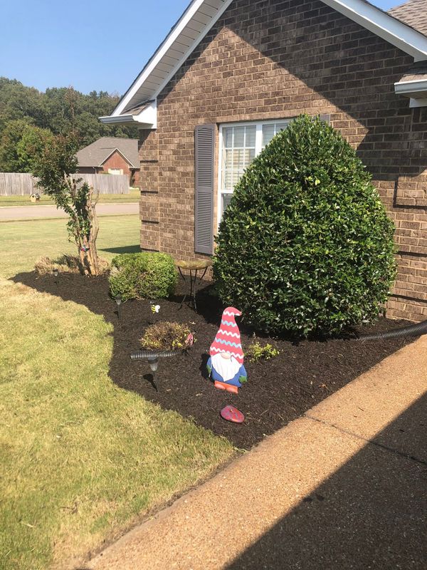 Tree & Shrub Care