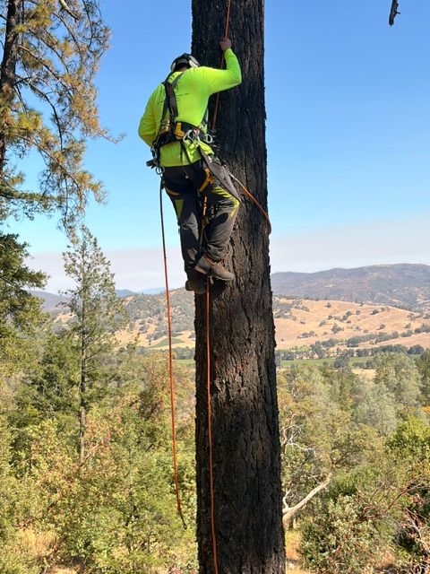 Tree Removal