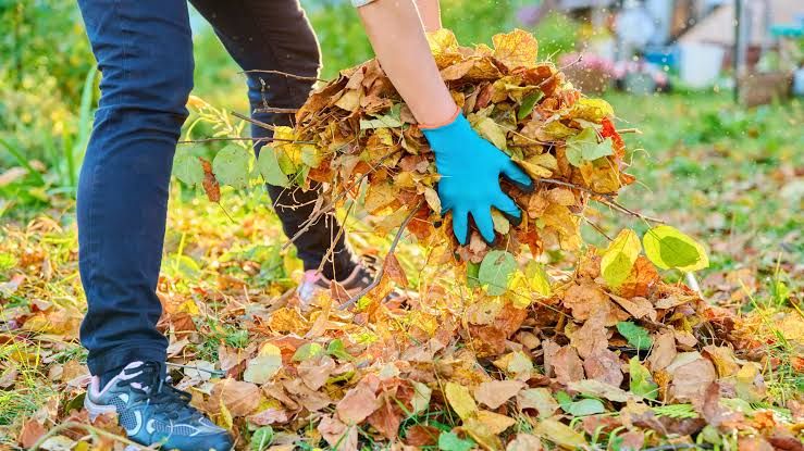 Fall Cleanup