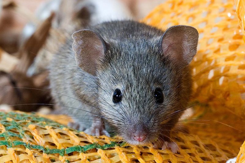 Mice