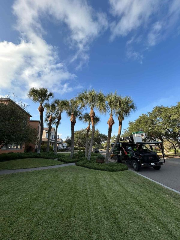 Tree Services