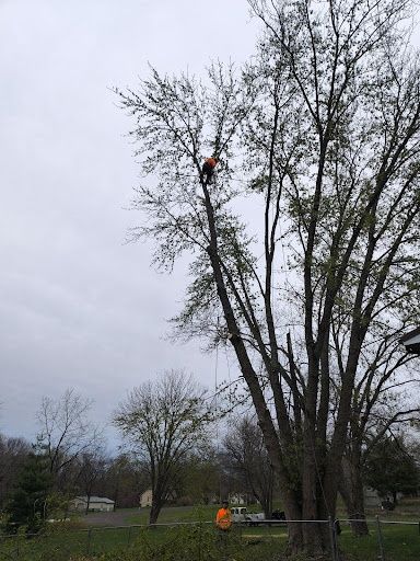 Tree Trimming