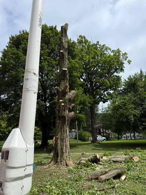 Stump Grinding