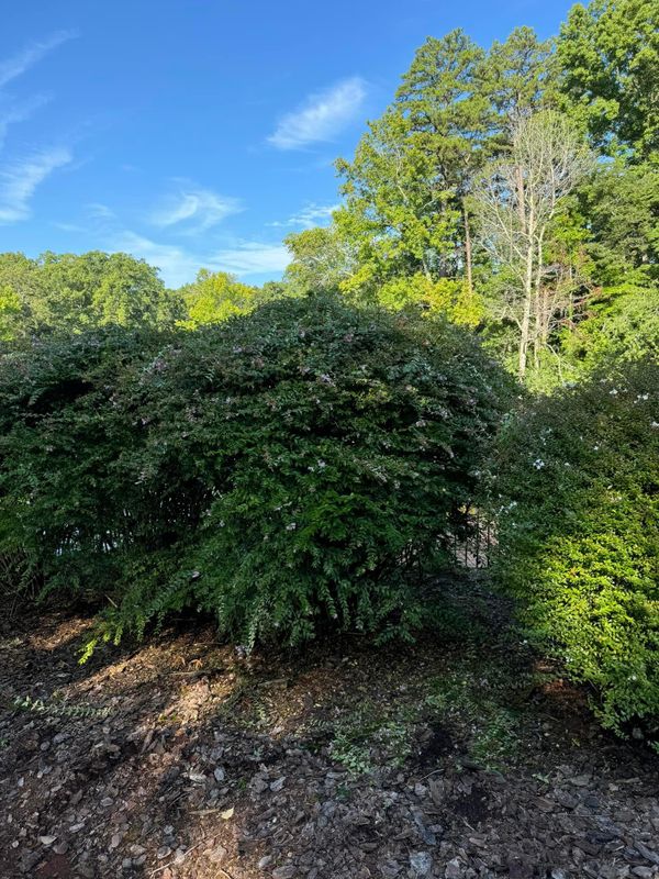 Shrub Trimming