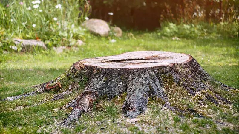 Stump Removal