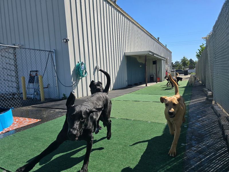 Open Play Daycare