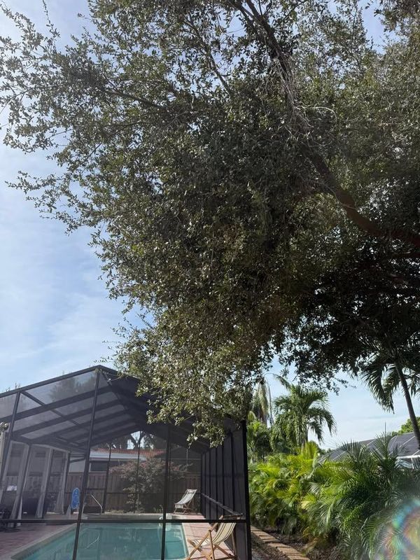 Tree Trimming