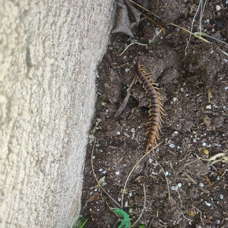 Pest Control