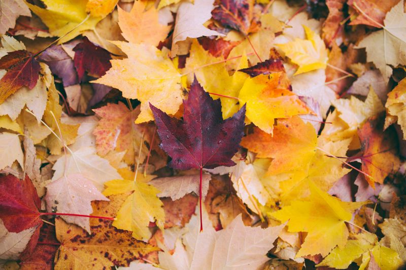 Fall and Spring Clean Up