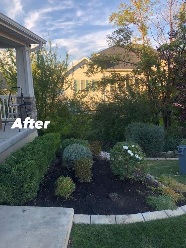 Shrub Trimming
