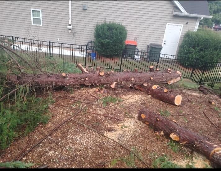 Tree Removal