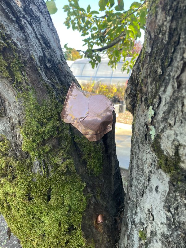 Tree Health and Maintenance