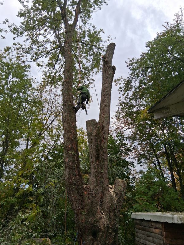 Tree Removal