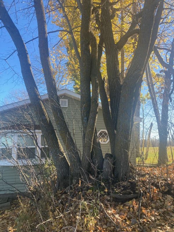 Tree Trimming