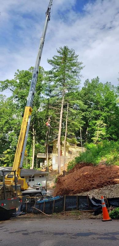 Tree Services