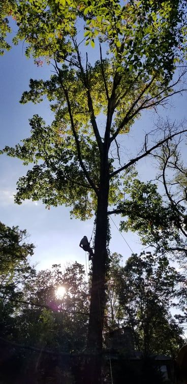 Tree Services