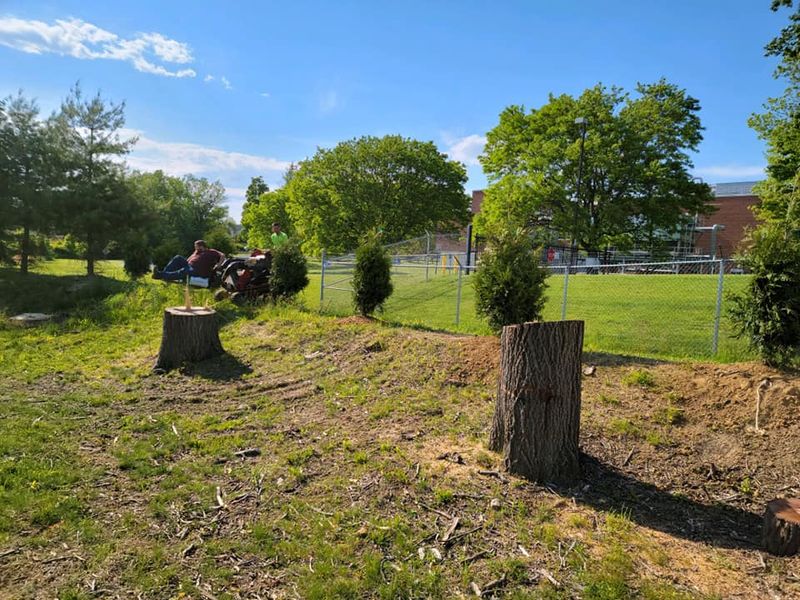 Tree Services