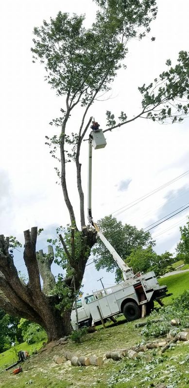 Tree Services
