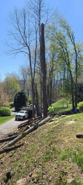 Tree Services