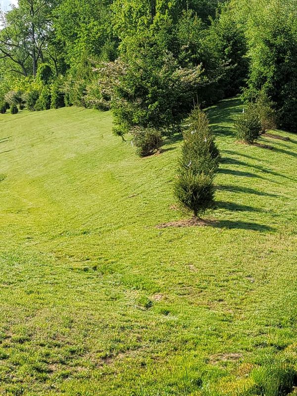 Tree Services