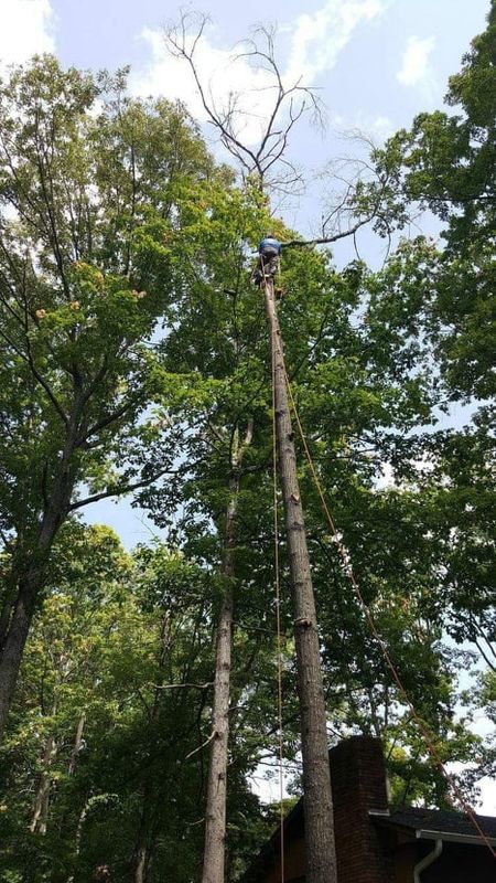 Tree Services
