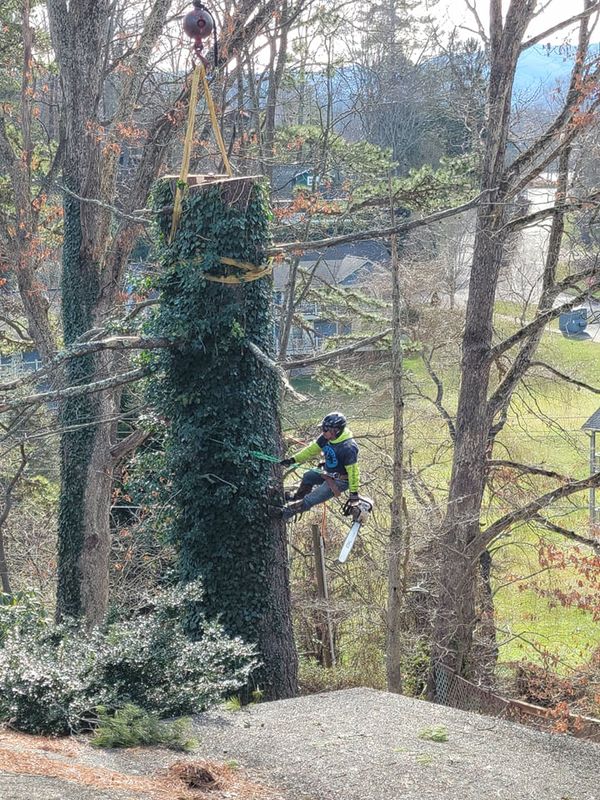 Tree Services