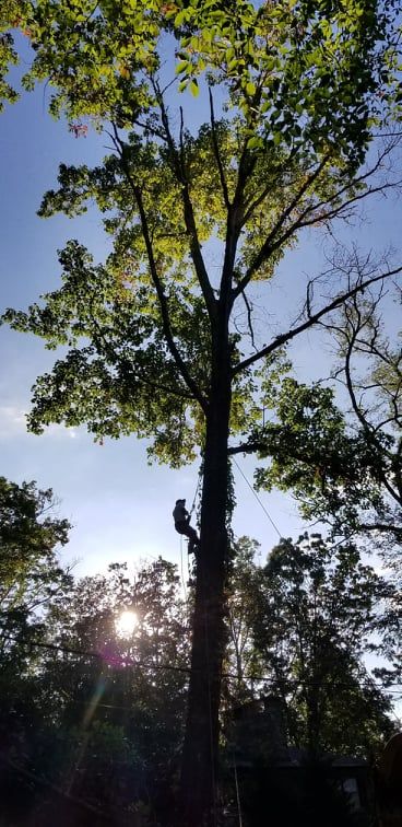 Tree Services