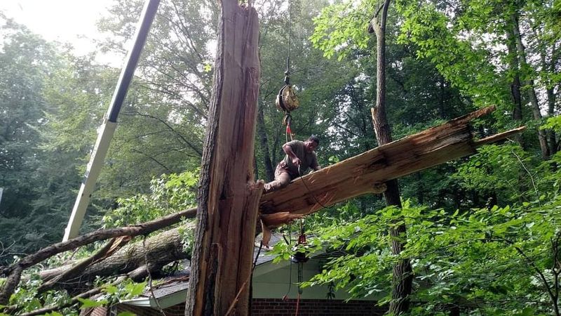 Tree Services