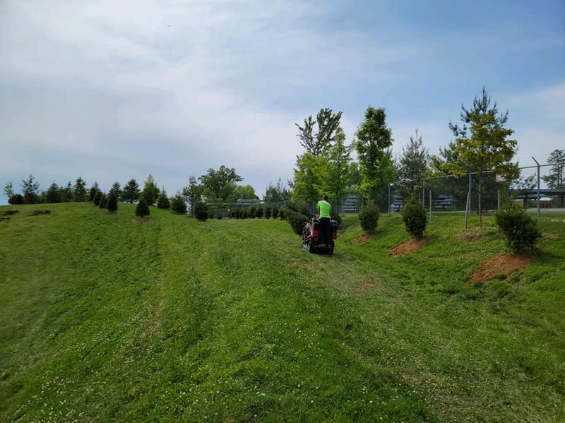 Tree Services