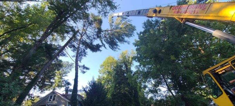 Tree Services