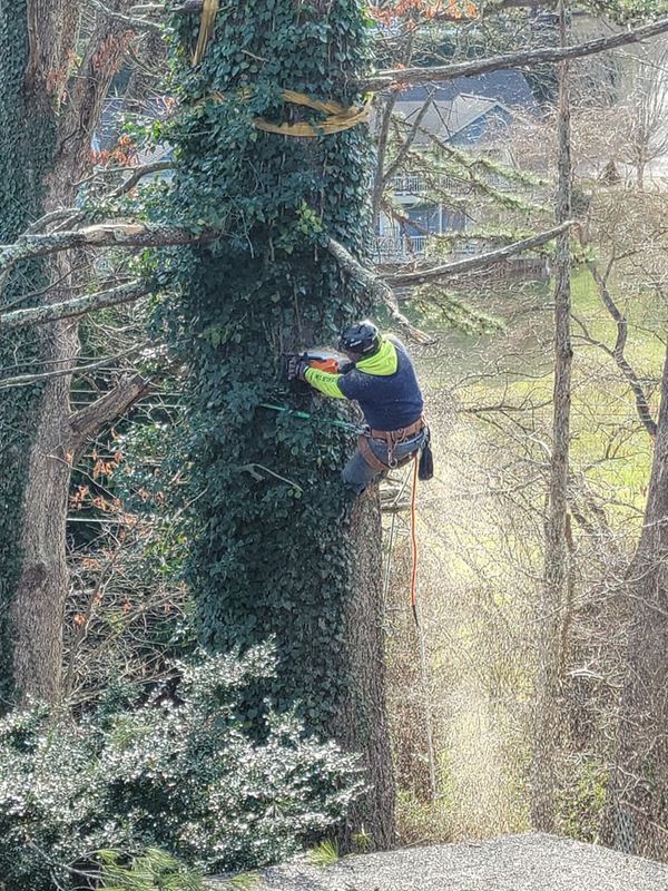 Tree Services