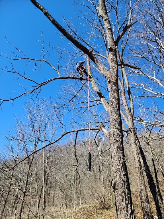 Tree Services