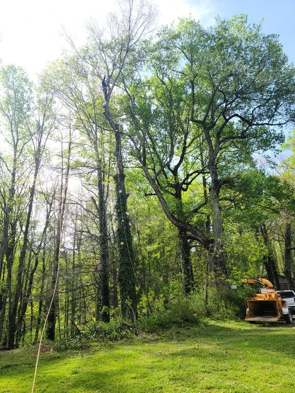 Tree Services