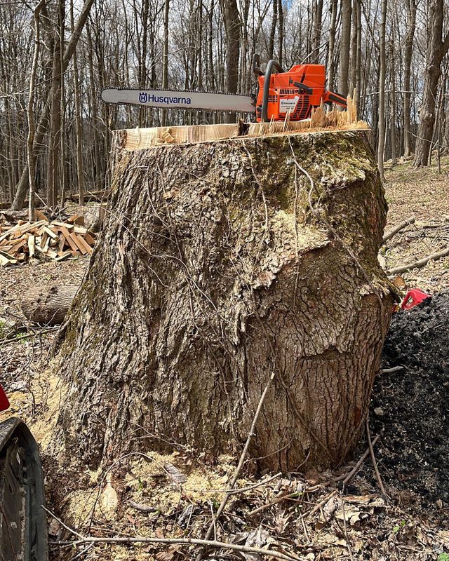 Tree Removal