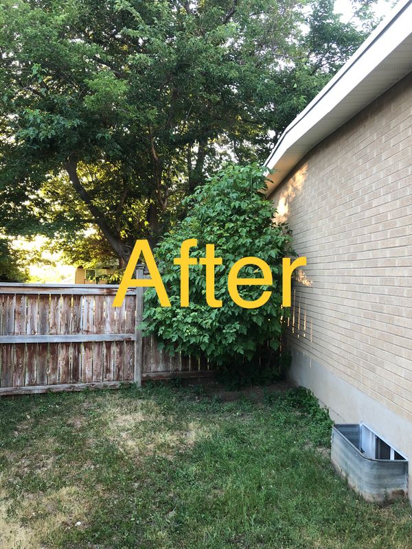 Shrub Trimming
