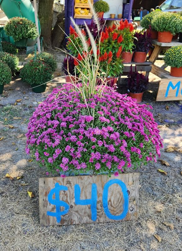 Garden Care and Planting