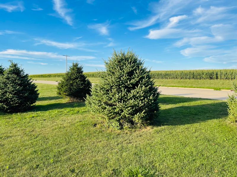 Shrub Trimming