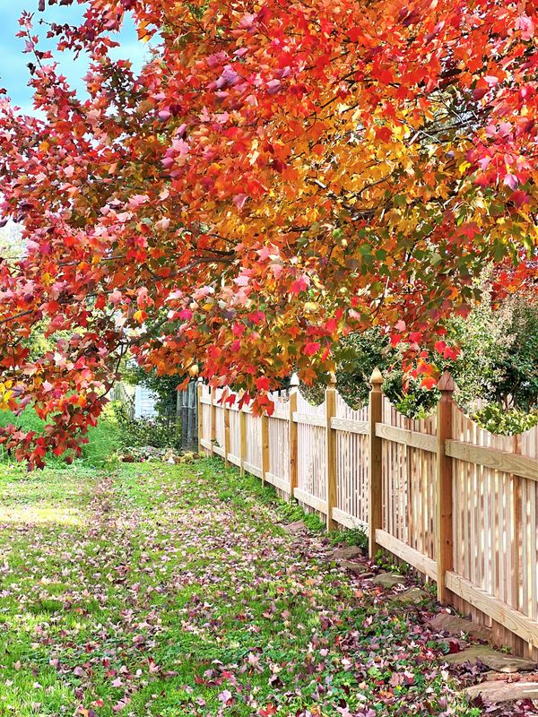 Tree Services
