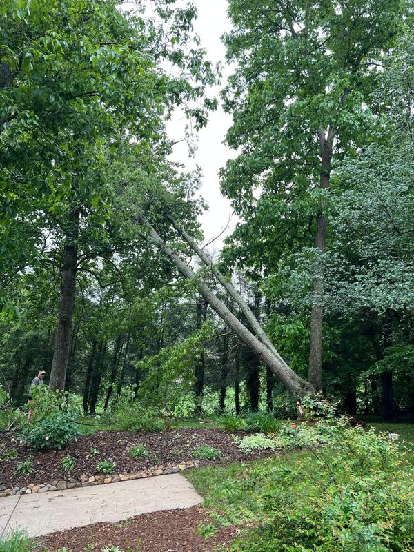 Tree Removal gallery