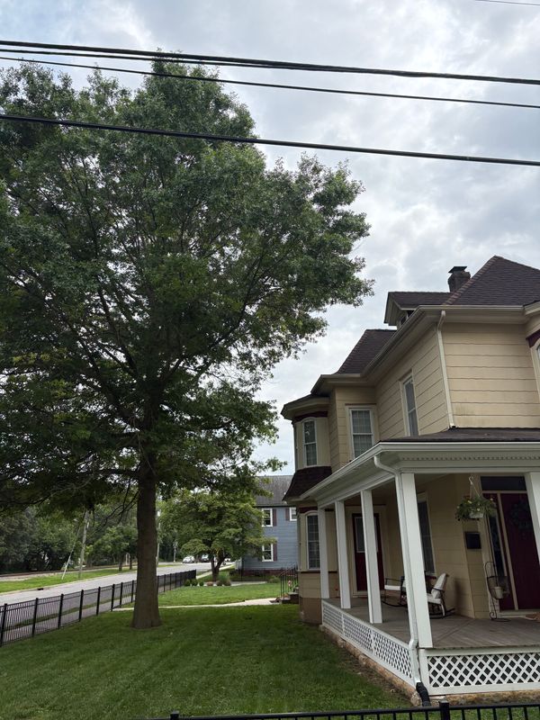 Tree Trimming