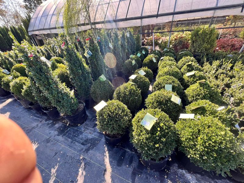 Shrub Trimming