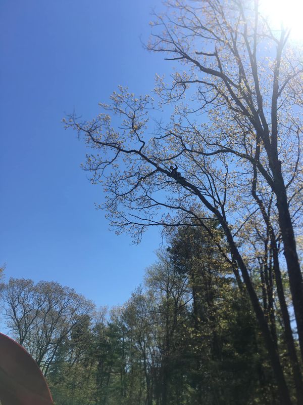 Tree Trimming