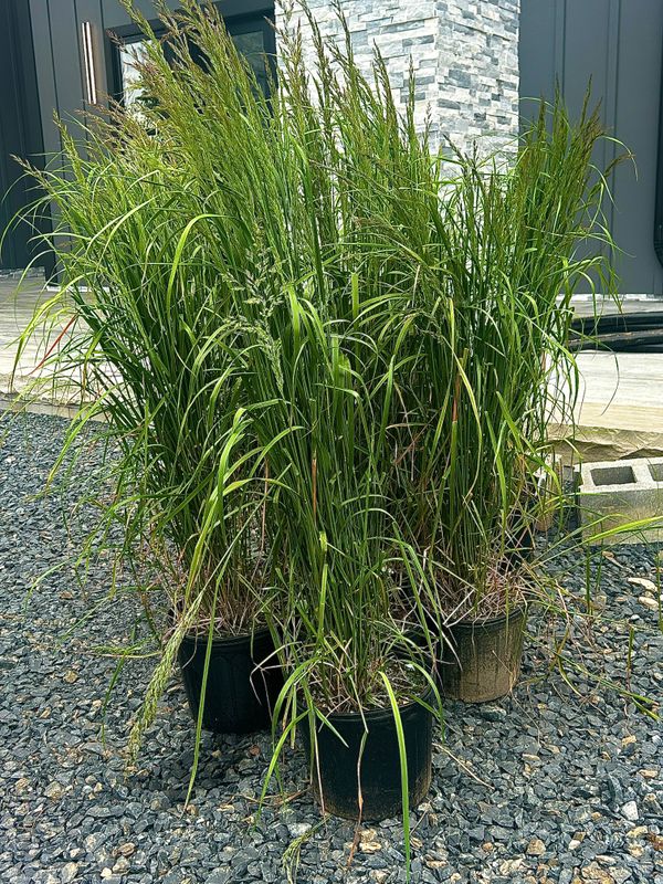 Planting & Pruning